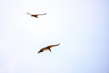 Pair of Griffon Vultures or Gyps fulvus in flight.