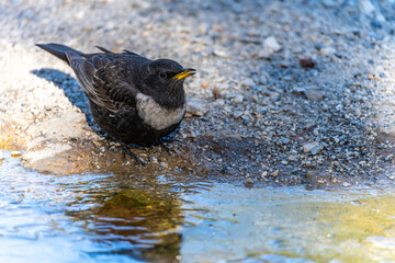 White-caped Blackbird or Turdus torquatus, passerine bird of the Turdidae family.