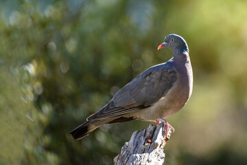 Wood Pigeon or Columba palumbus, watching for possible danger.