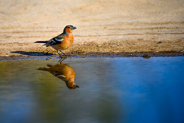 Chaffinch or Fringilla coelebs, reflected in the golden pool.