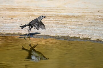 Crossbill or Loxia curvirostra, reflected in a golden spring.
