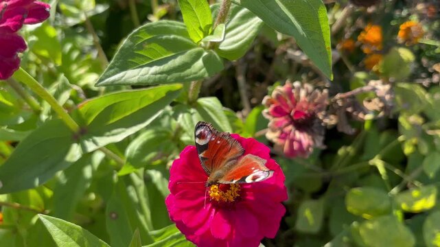 Colorful butterfly on zinnia bloom