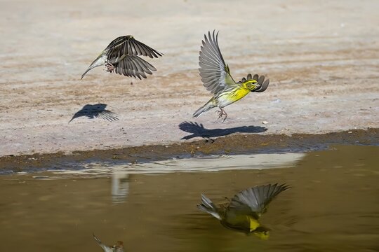 Vercillo or Serinus serinus, reflected in the golden spring.