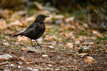 White-caped Blackbird or Turdus torquatus, passerine bird of the Turdidae family.