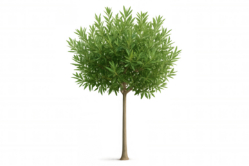Topiary tree creating a green ball shape, plant for garden design and landscape architecture, transparent background