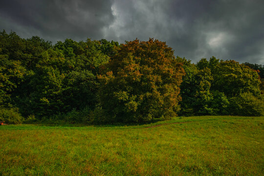 Lush green meadow leading to a dense autumn forest with a prominent tree turning orange and yellow under a dramatic dark sky creating a strong contrast between the bright grass and moody clouds.
