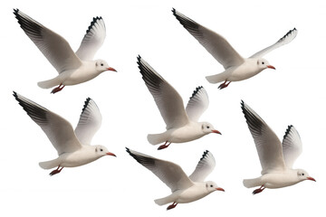 Seagulls flying in various positions on a transparent background, creating a cutout for design elements