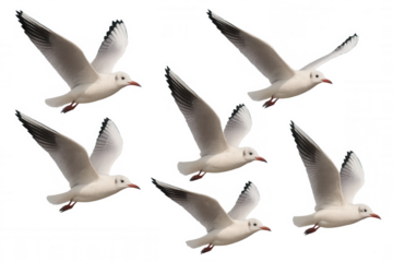 Seagulls flying in various positions on a transparent background, creating a cutout for design elements