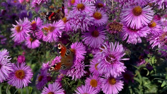 Admiral butterfly on pink aster