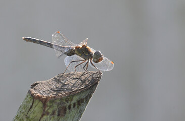 dragonfly on a branch