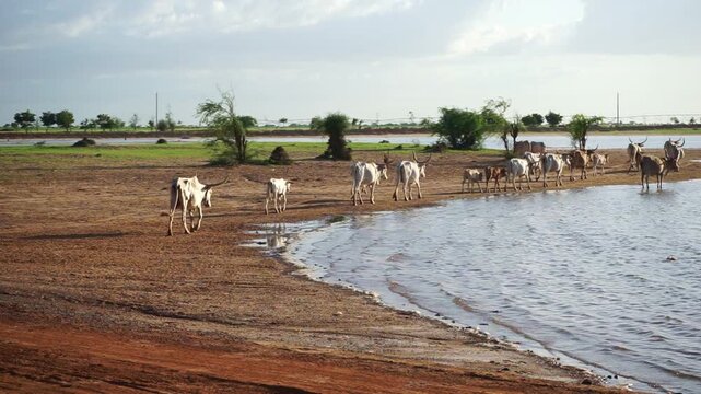 Cattle graze by a body of water in a rural setting under a cloudy sky