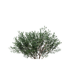 Ilex Glabra Inkberry Bush Realistic 3D Rendering