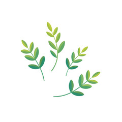 Delicate green branches with small leaves on a white background