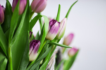 Close-up of purple and pink tulips with green leaves in rustic basket on white background, spring floral detail
