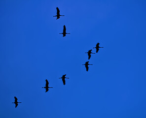Flock of Cranes Flying in Formation
