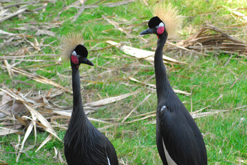 birds-africa-close-up-wild-colorful-beautiful-black-crowned-cranes
