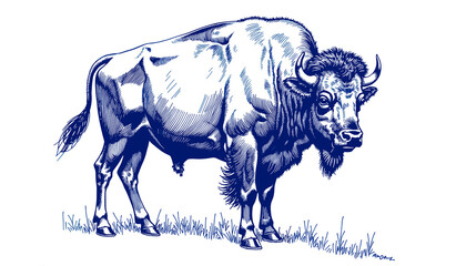 Vintage sketch of a bison in blue ink on white background  