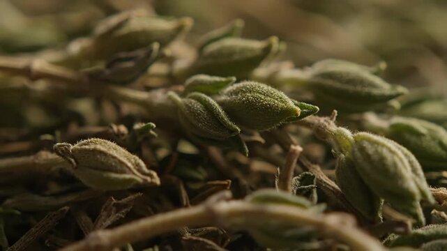 Close-up of dried thyme twigs with leaves and buds, herb concept