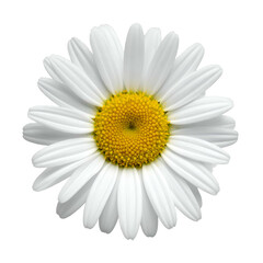 Isolated, detailed overhead shot of a white daisy with yellow center, on a black background