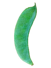 Green Hyacinth Bean Isolated on Transparent Background