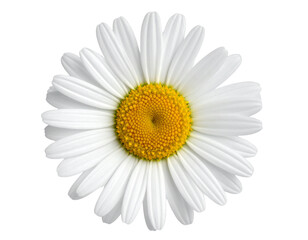 Single English Daisy Flower Top-Down View, Isolated on Transparent Background