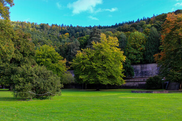 View of a well-maintained lush green meadow with early autumn trees in the background