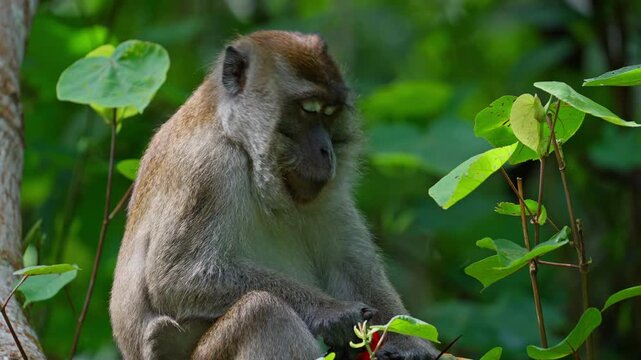 Long-tailed macaque eating a pandanus fruit, closeup