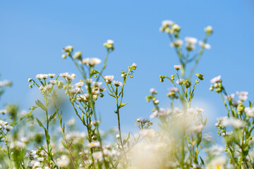 Fototapeta premium Ethereal Summer Meadow with Daisies and White Wildflowers