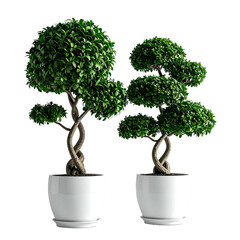 Two potted, meticulously pruned bonsai trees with dark brown trunks, against a black background