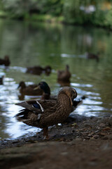 ducks, lake, waterfowl, nature, reflection, wildlife, birds, animals, water, feathers, duck couple, mother duck, ducklings, summer, autumn, landscape, park, forest lake, European nature, calm water, d