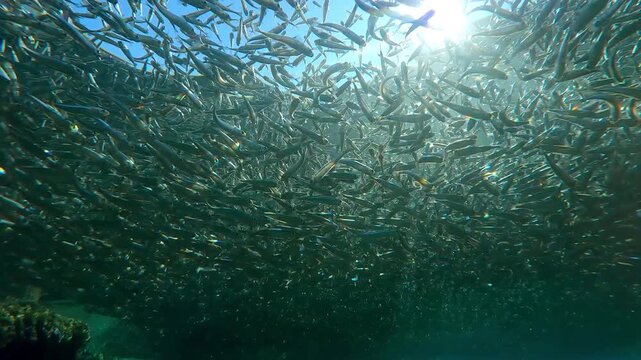 Huge school of Silversides Atherina hung like large grey cloud over shallow water near shore, sun's rays could barely break through dense shoal of fish, backlit by sun with glaring on lens, pan up 