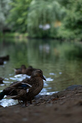 ducks, lake, waterfowl, nature, reflection, wildlife, birds, animals, water, feathers, duck couple, mother duck, ducklings, summer, autumn, landscape, park, forest lake, European nature, calm water, d