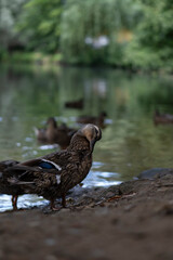 ducks, lake, waterfowl, nature, reflection, wildlife, birds, animals, water, feathers, duck couple, mother duck, ducklings, summer, autumn, landscape, park, forest lake, European nature, calm water, d