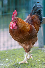 Rooster standing on green grass looking forward