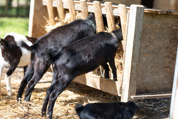 Black goats feeding hay from a wooden farm feeder