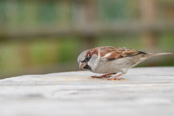 Close up of a lone sparrow
