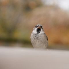Close up of a lone sparrow