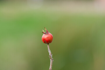 Autumn berry on a stalk