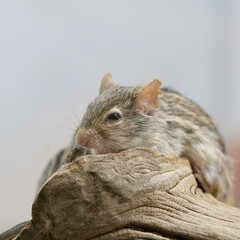 Small rodent mouse with a light grey background