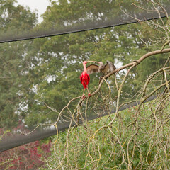 Orange bird feeding a chick in a tree