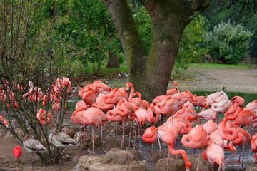Group of pink Flamingos by a pool