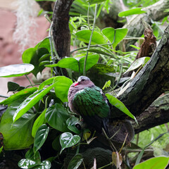 Exotic jungle bird in a tree