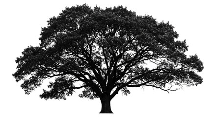 Fototapeta premium Majestic tree silhouette casting intricate branch shadows against a stark white backdrop, perfect for adding depth and natural elegance to designs