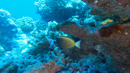 Fototapeta premium Luxury resort photo of French Polynesia tropical paradise island with exotic fish under clear water on seabed, coral reef, azure Pacific ocean.