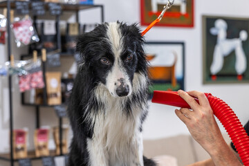 Border collie dog receiving grooming with hairdryer in pet salon