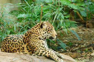Lone Jaguar cat in a zoo jungle

