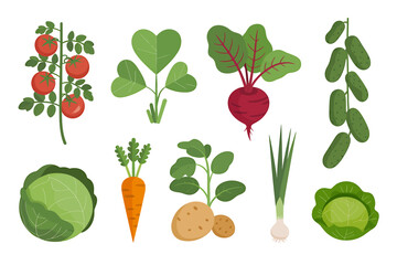 Vector art of various vegetables, tomato, beet, cucumber, and cabbage