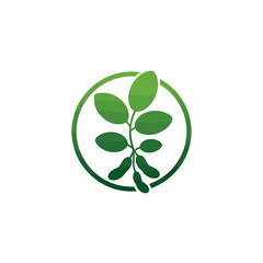 Vector art of moringa tree branch with leaves and pods