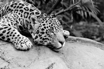 Lone Jaguar cat in a zoo