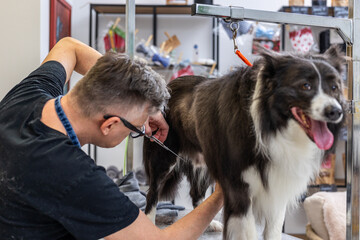 Dog groomer trimming border collie in pet salon